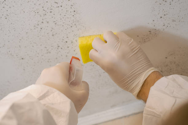 Best HVAC Mold Inspection and Cleaning  in Maywood, CA