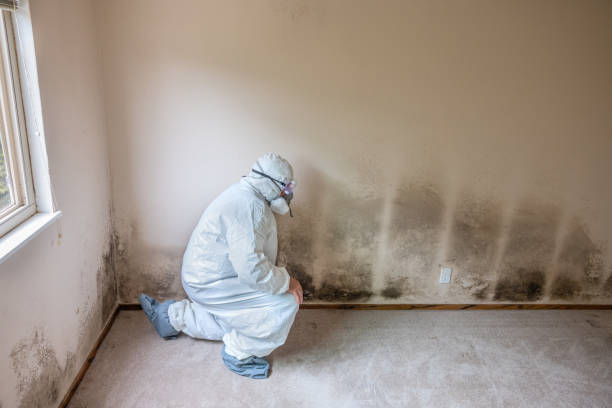 Best Mold Removal for HVAC Installations  in Maywood, CA