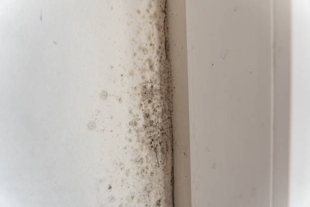 Best Real Estate Mold Inspection  in Maywood, CA